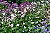 SUMMER PERENNIALS
