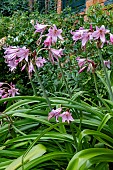 CRINUM POWELLII