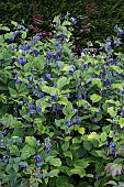 CLEMATIS HERACLEIFOLIA CASSANDRA