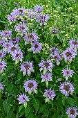 MONARDA BLUE MOON