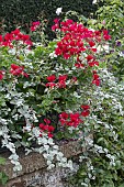 IVY GERANIUM CONTRASTING WITH SILVER HELCHRYSUM