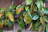 RUST ON PEAR FOLIAGE