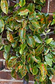 RUST ON PEAR FOLIAGE