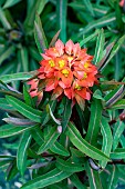 EUPHORBIA GRIFFITHII FIREGLOW