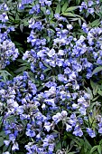 POLEMONIUM HEAVEN SCENT PBR
