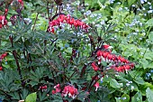 DICENTRA SPECTABILIS VALENTINE