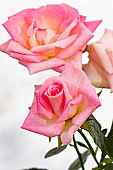 ROSA BABY BOOMER