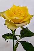 ROSA BOB MARTIN