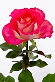 ROSA PINK TUXEDO