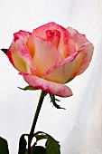 ROSA DESPERADO
