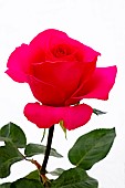 ROSA HOT PRINCESS