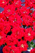 ROSA GEORGE BEST