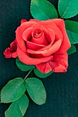 ROSE LET FREEDOM RING