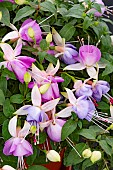 FUCHSIA MOODY BLUE