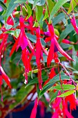 FUCHSIA HATSCHBACHII