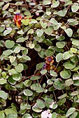 FUCHSIA PROCUMBENS VAR  THE WIRRAL