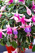 FUCHSIA JOHN GALEA