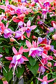FUCHSIA BRYN-Y-BAAL