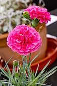DIANTHUS AVON LILIAN JOHNSON