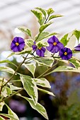 LYCIANTHES RANTONNETTI VARIEGATUM