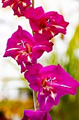 GLADIOLUS CORRIE