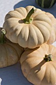 WINTER SQUASH AUTUMN CROWN F1