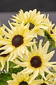 SUNFLOWER VANILLA ICE
