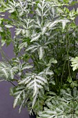 PTERIS ENSIFORMIS EVERGOMIENSIS