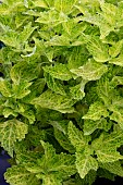 COLEUS RIVER WALK