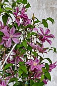 CLEMATIS SALLY