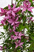 CLEMATIS GISELLE