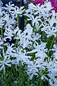 NERINE BOWDENII ALBA