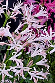 NERINE BOWDENII VESTA