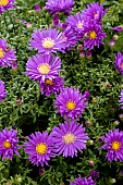 SYMPHYOTRICHUM NOVI BELGI DORA CHISWELL