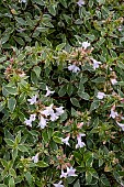 ABELIA X GRANDIFLORA LUCKY LOTS