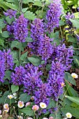 AGASTACHE BLUE BOA PBR