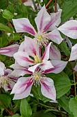 CLEMATIS ANDROMEDA