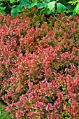 BERBERIS THUNBERGII ADMIRATION