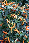 CHILLI BASKET OF FIRE