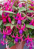 FUCHSIA IM IN CHARGE