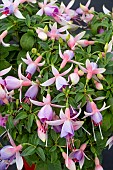FUCHSIA COLIN DORRINGTON