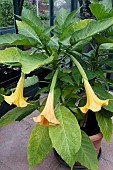 BRUGMANSIA SAUVEOLENS YELLOW