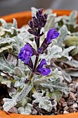 SALVIA DAGHESTONICA
