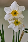 NARCISSUS LIEKE