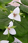 TRILLIUM FLEXIPES