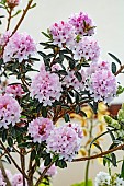 RHODODENDRON TRICHOSTEMON