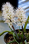 LACHENALIA UNIFOLIA