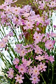 LEWISIA COLUMBIANA V. RUPICOLA