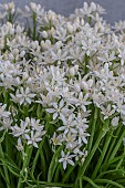 HYACINTHOIDES MAURITANICUS