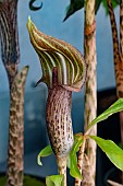ARISAEMA NEPENTHOIDES